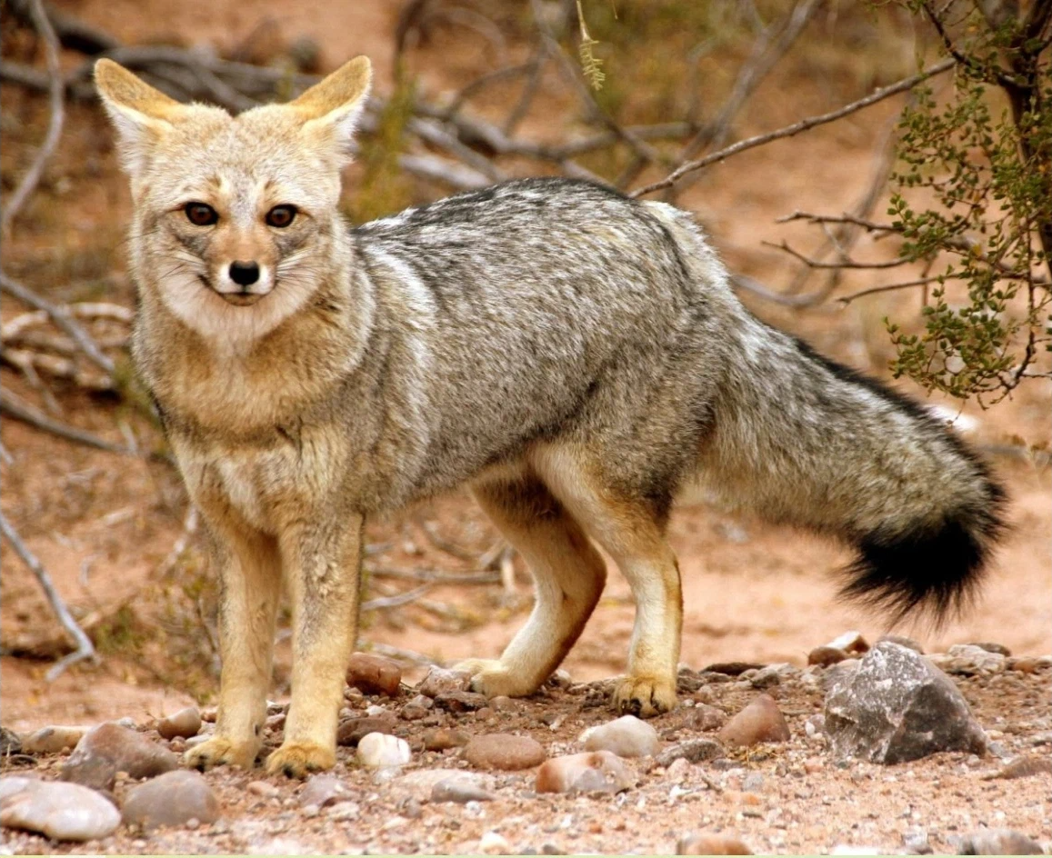 Секуранская лисица