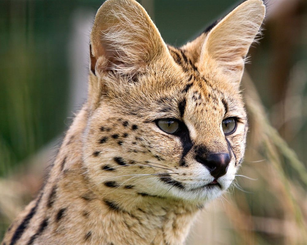 Шотландская кошка Рысь