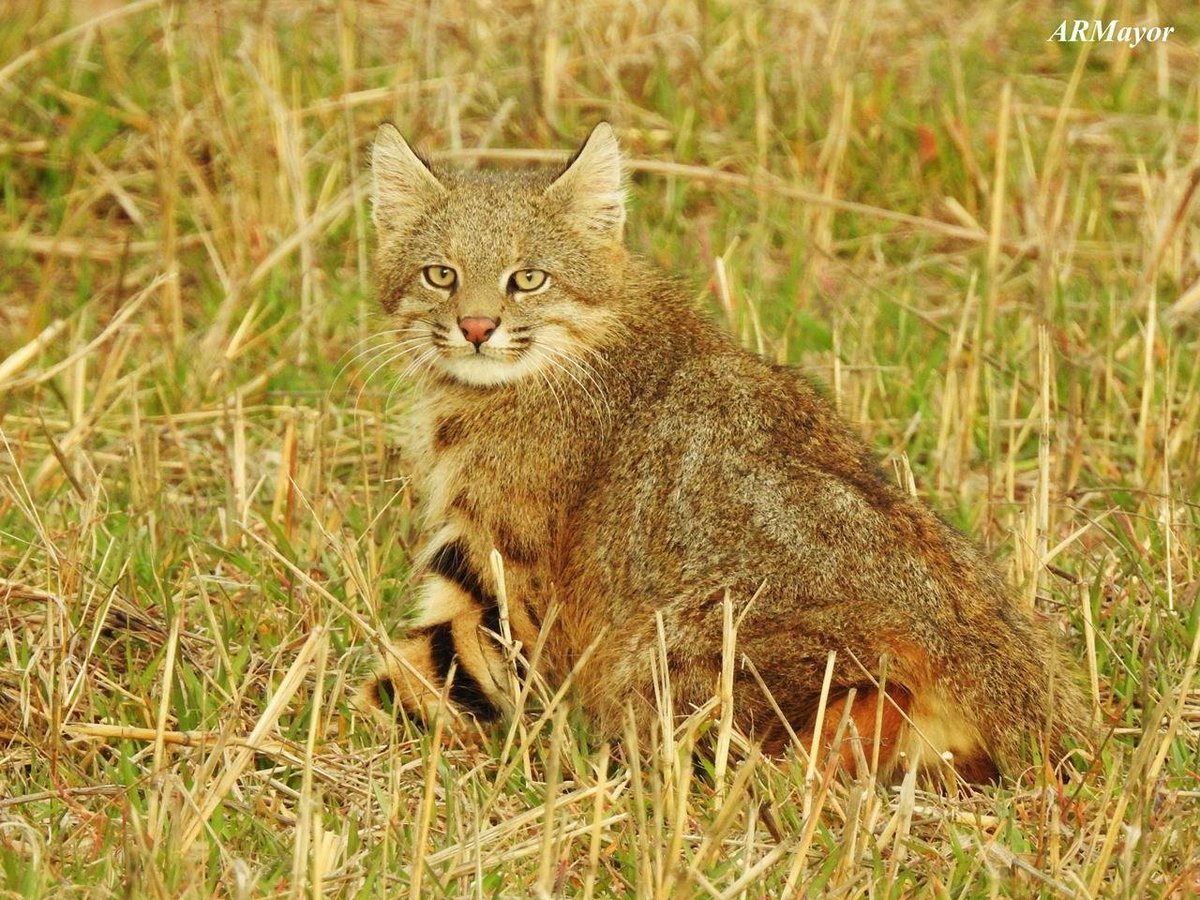 Пампасская кошка Южной Америки