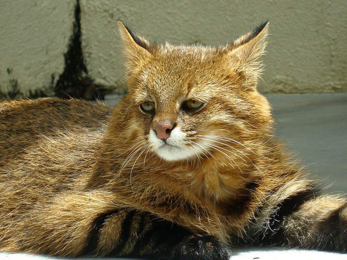 Пампасская кошка колоколо