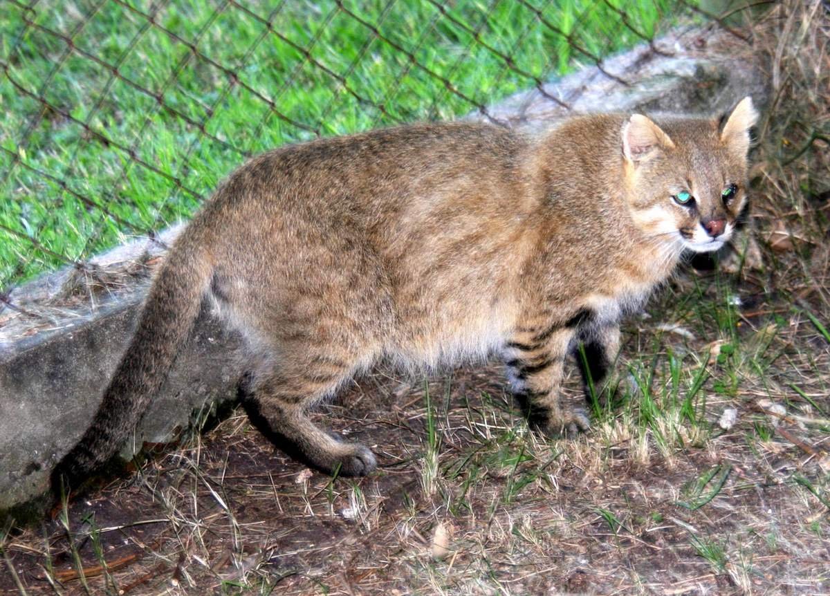Пампасская кошка Южной Америки