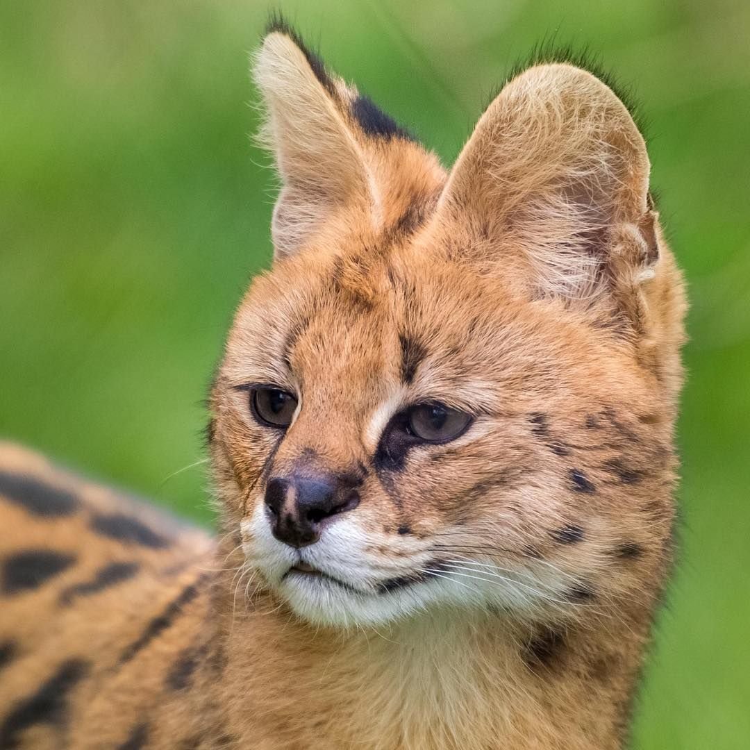 Каракала маленькая