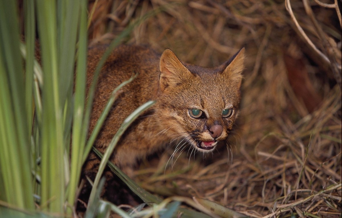Пампасская кошка Аргентина