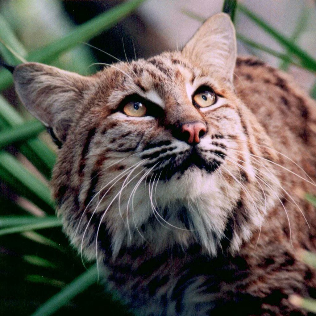 Рыжая Рысь Бобкэт