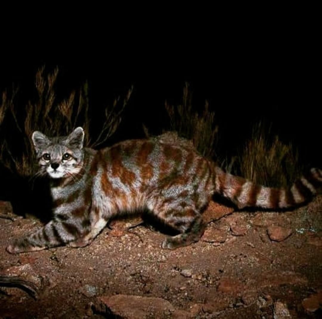 Виверровый кот рыболов