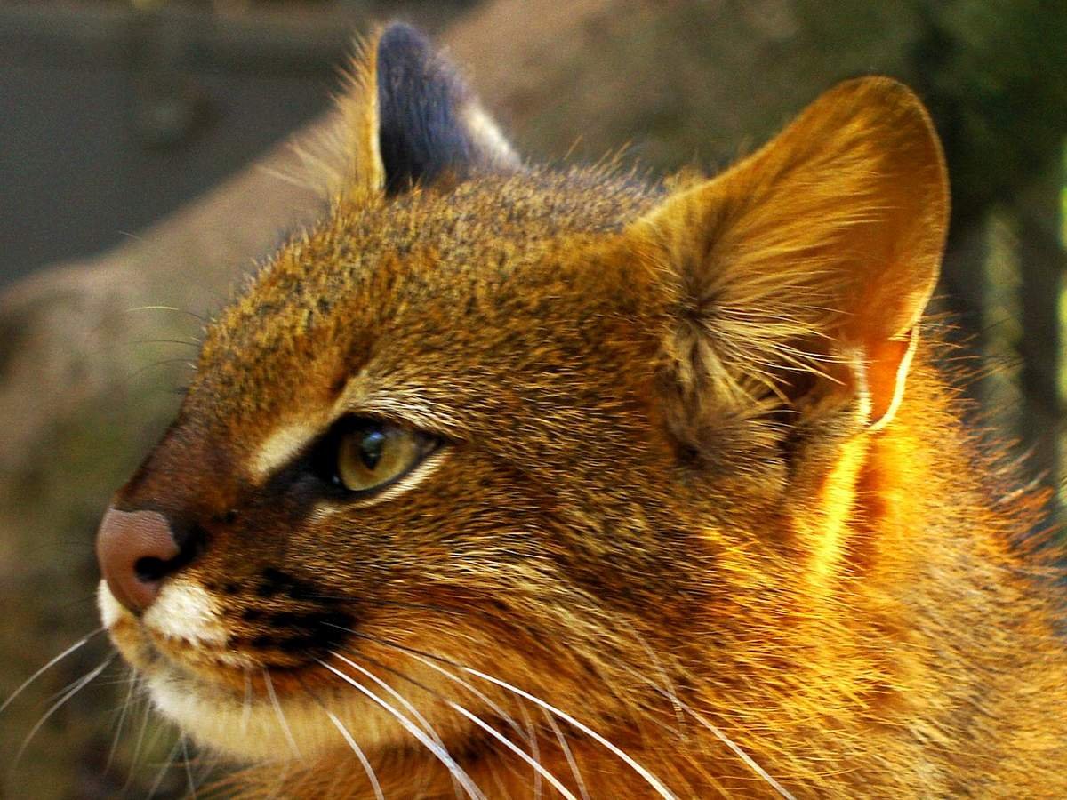 Пампасская кошка Южной Америки