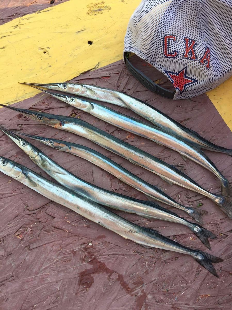 Рыба игла черное море Сарган