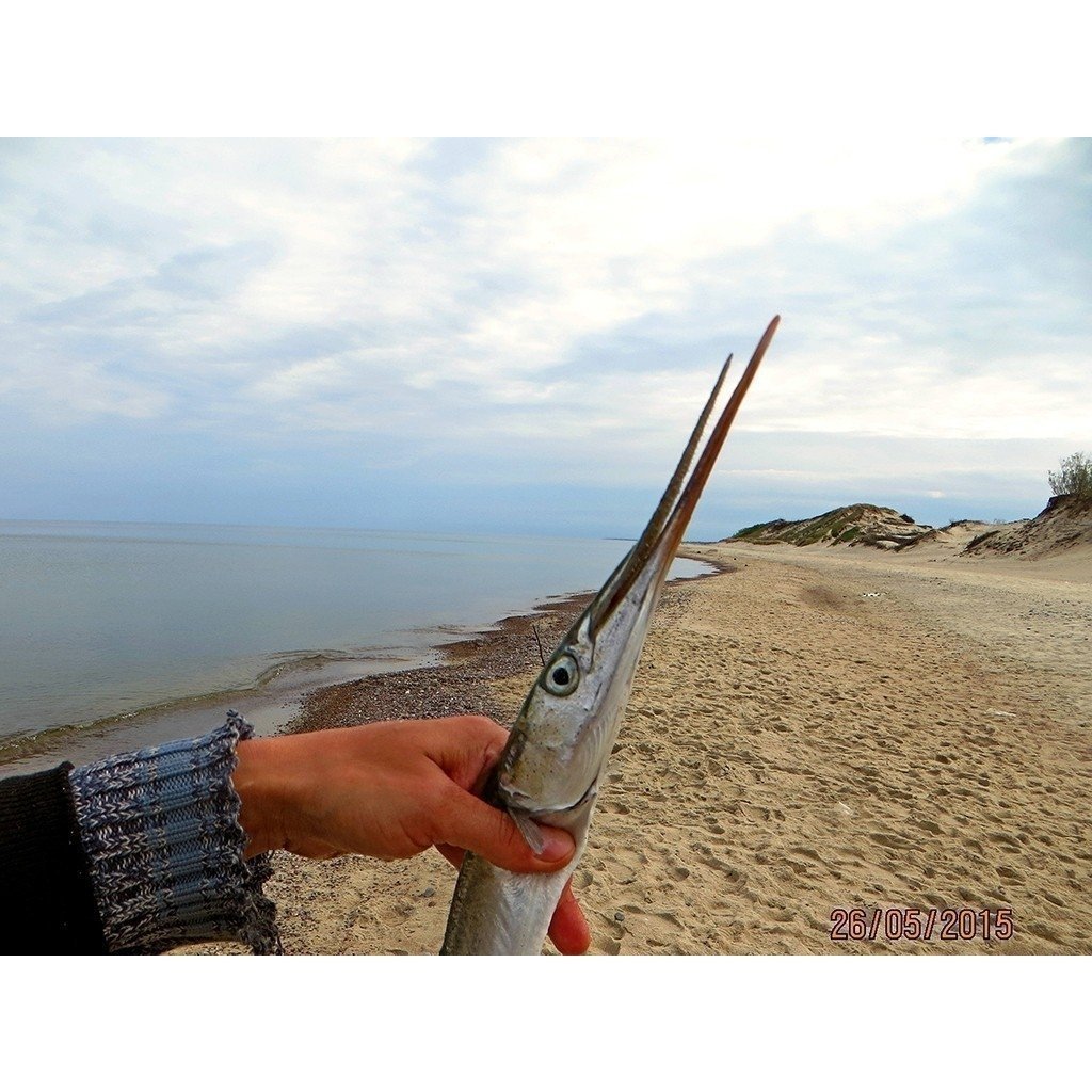 Сарган Балтийский рыба