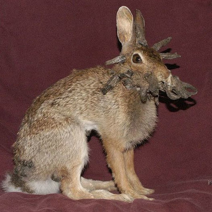 Антилоповый заяц (Lepus alleni)