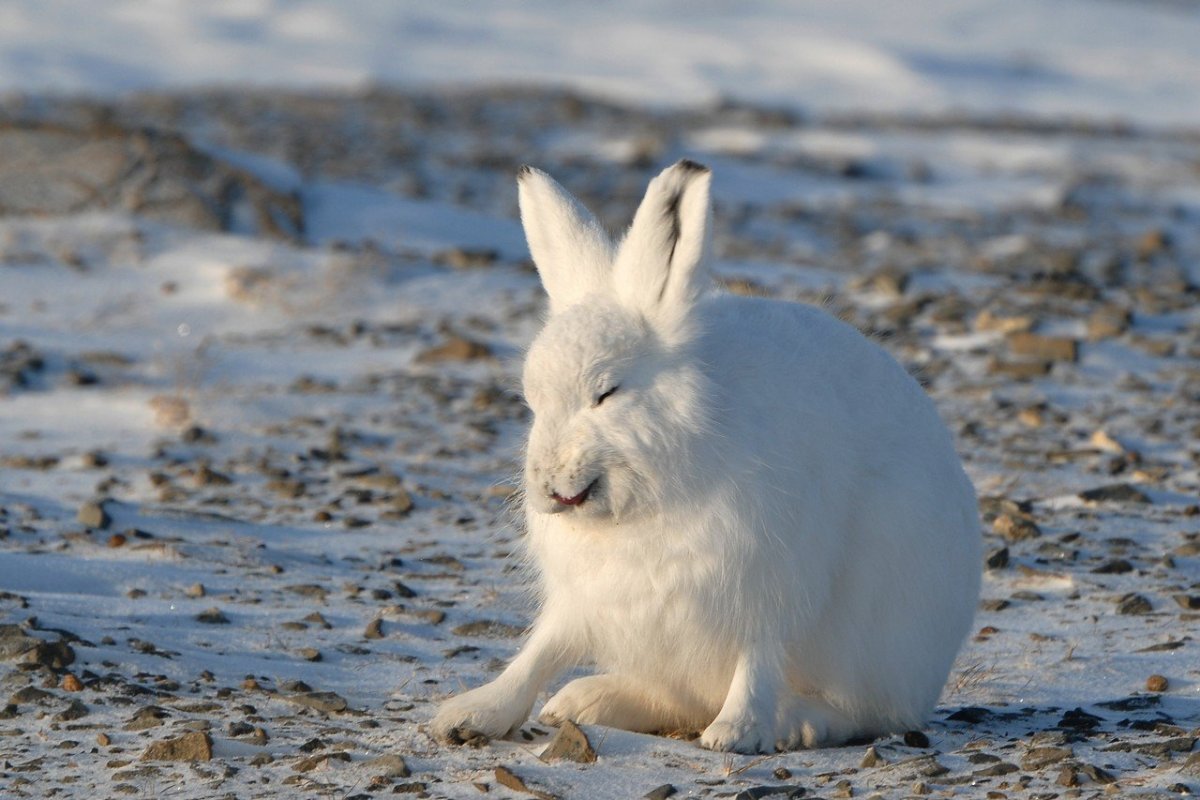 Зайчонок Русак