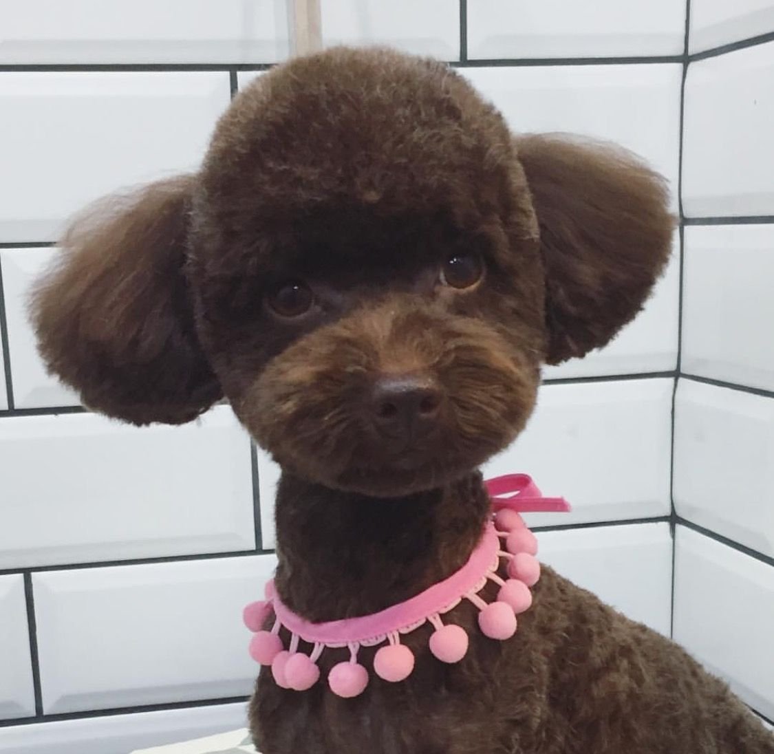 Карликовый пудель груминг