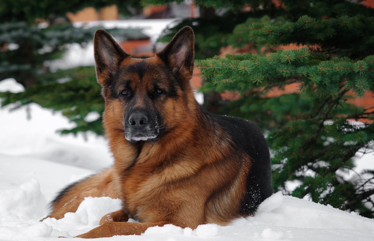 Породы собак немецкая овчарка