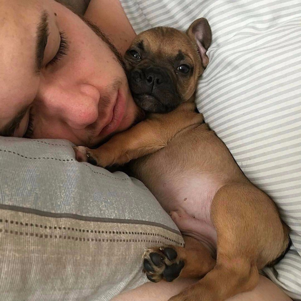 Лысый французский бульдог