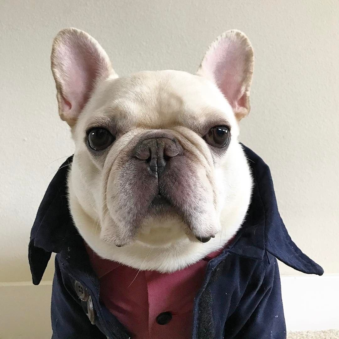 Французский бульдог щенок