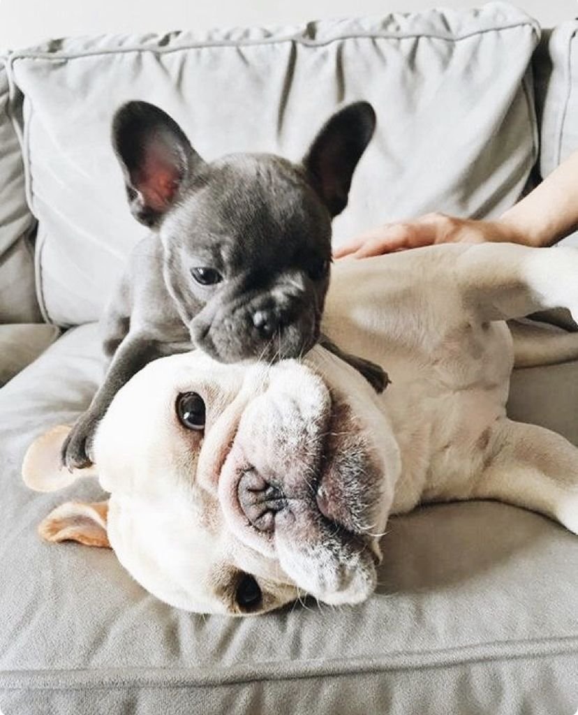 Лысый французский бульдог