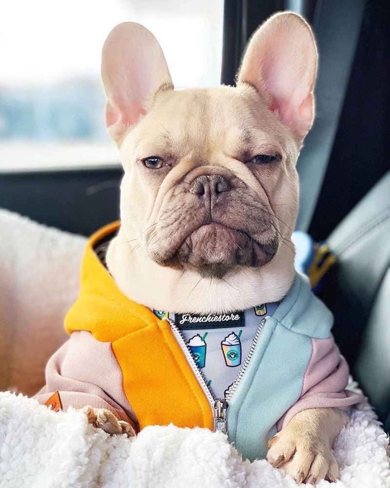 Ф бульдог французский