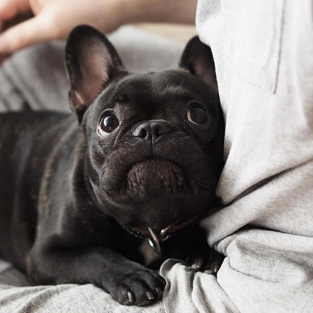 Карликовый французский бульдог
