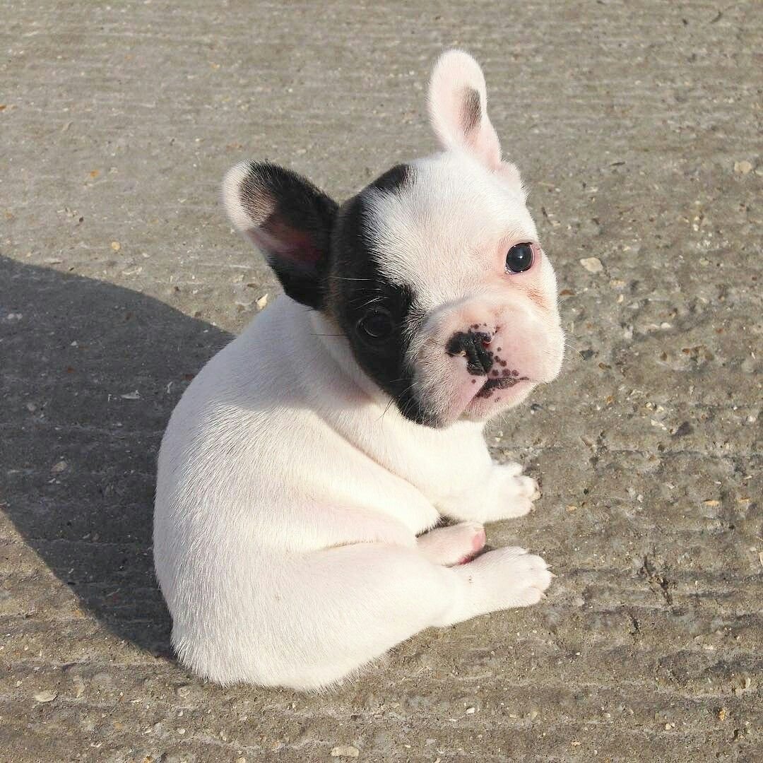 Французский бульдог пятнистый