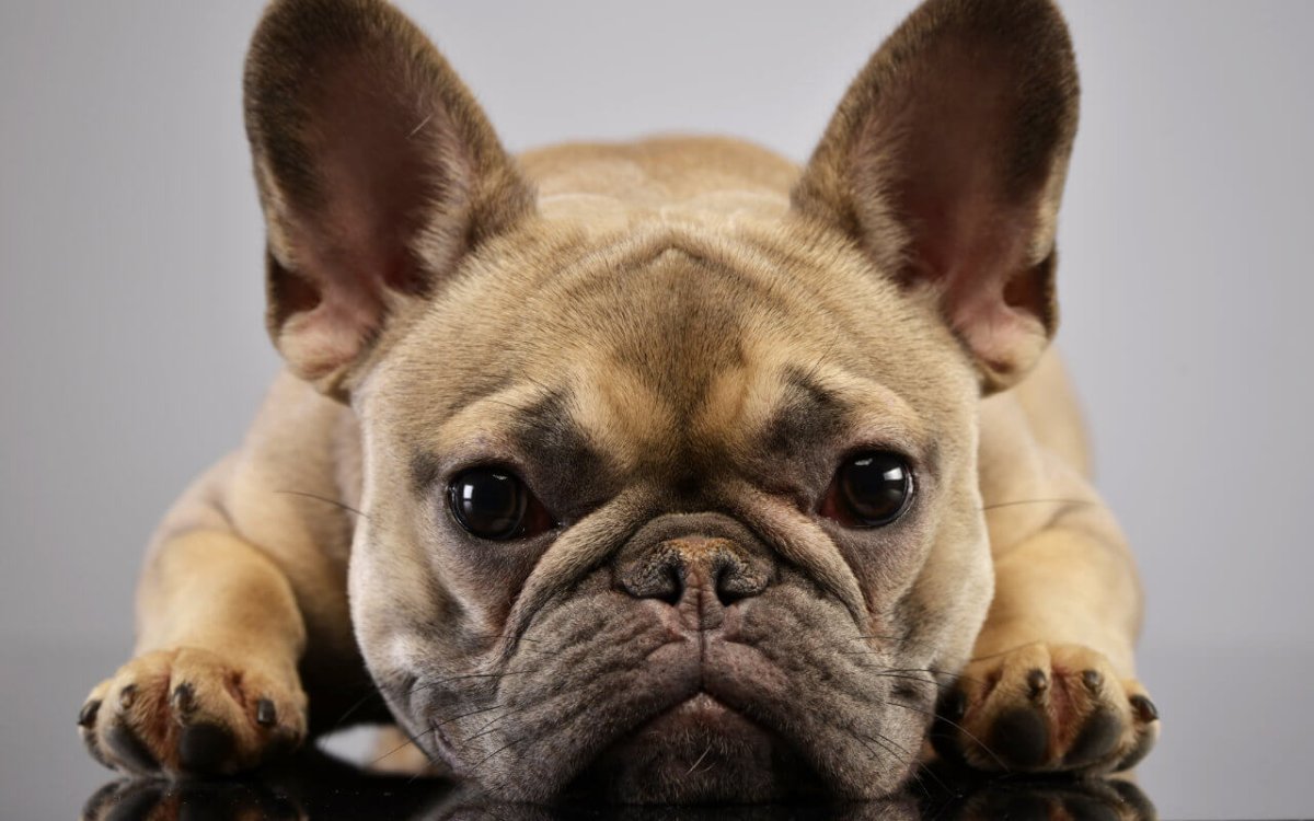 Французский бульдог Мерлен
