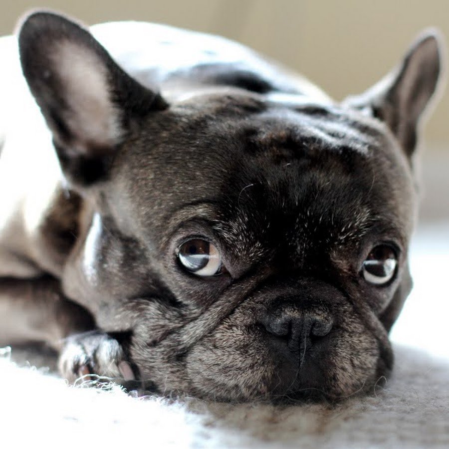 Французский бульдог Парфенов