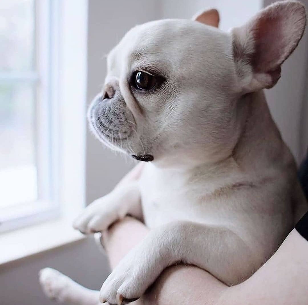 Чистокровный французский бульдог