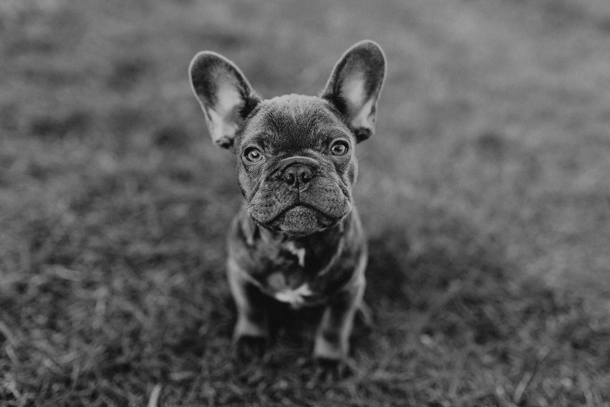 Бойцовский французский бульдог