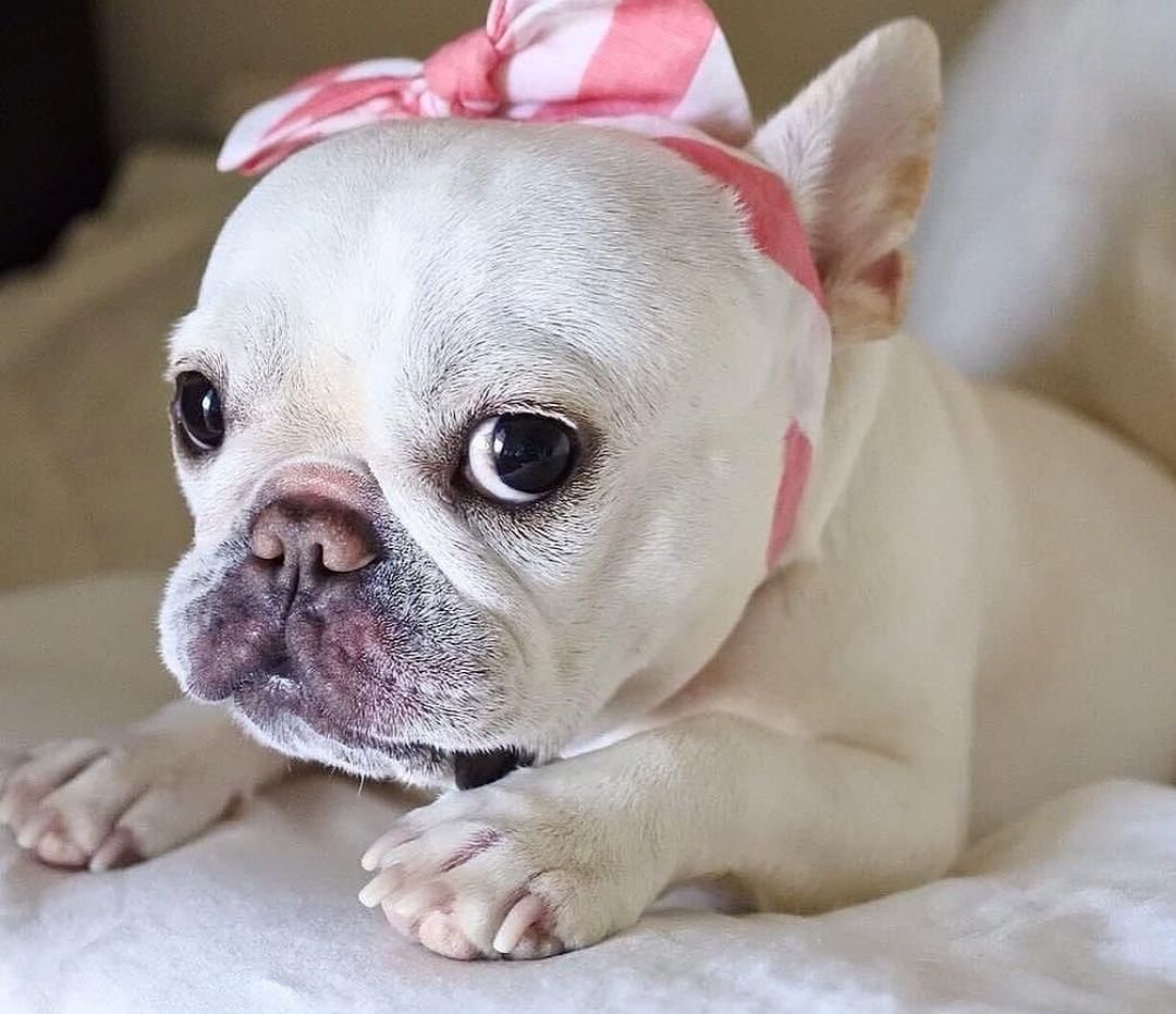 Лысый французский бульдог фото