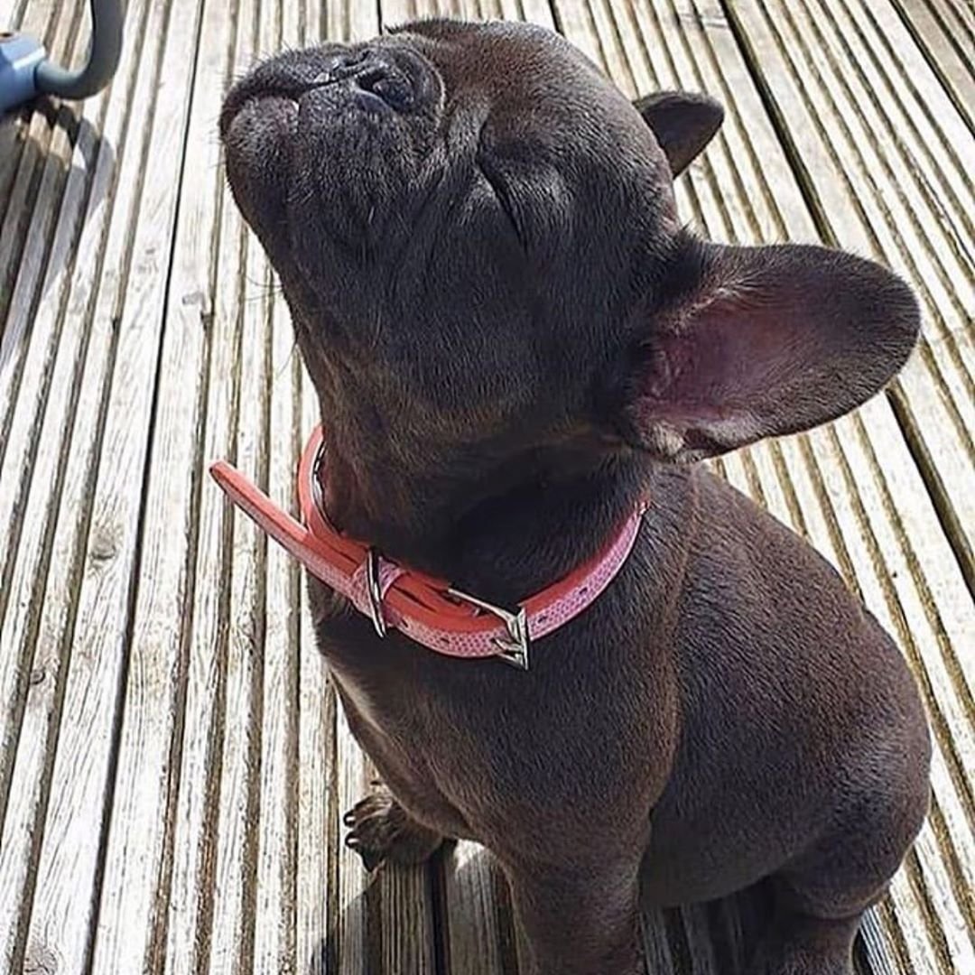 Лысый французский бульдог