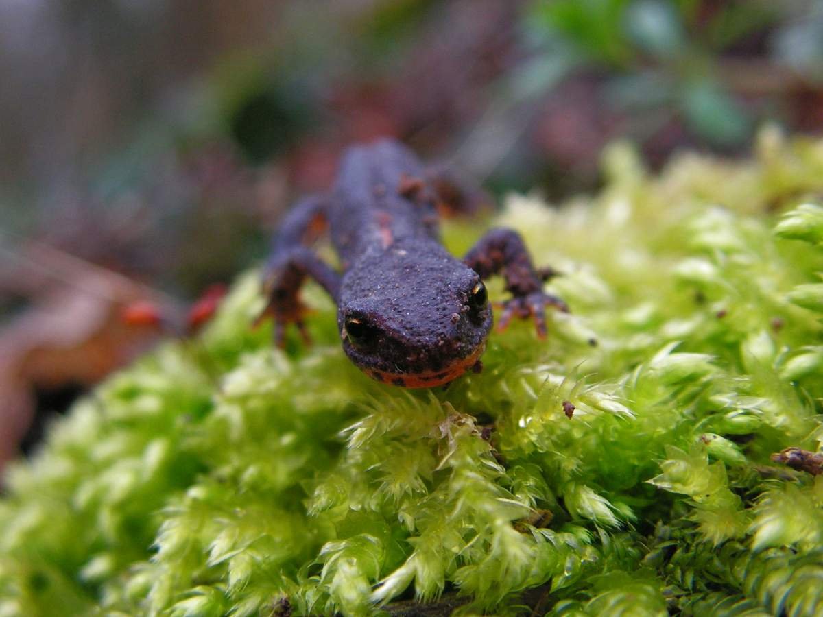 Уссурийский когтистый Тритон
