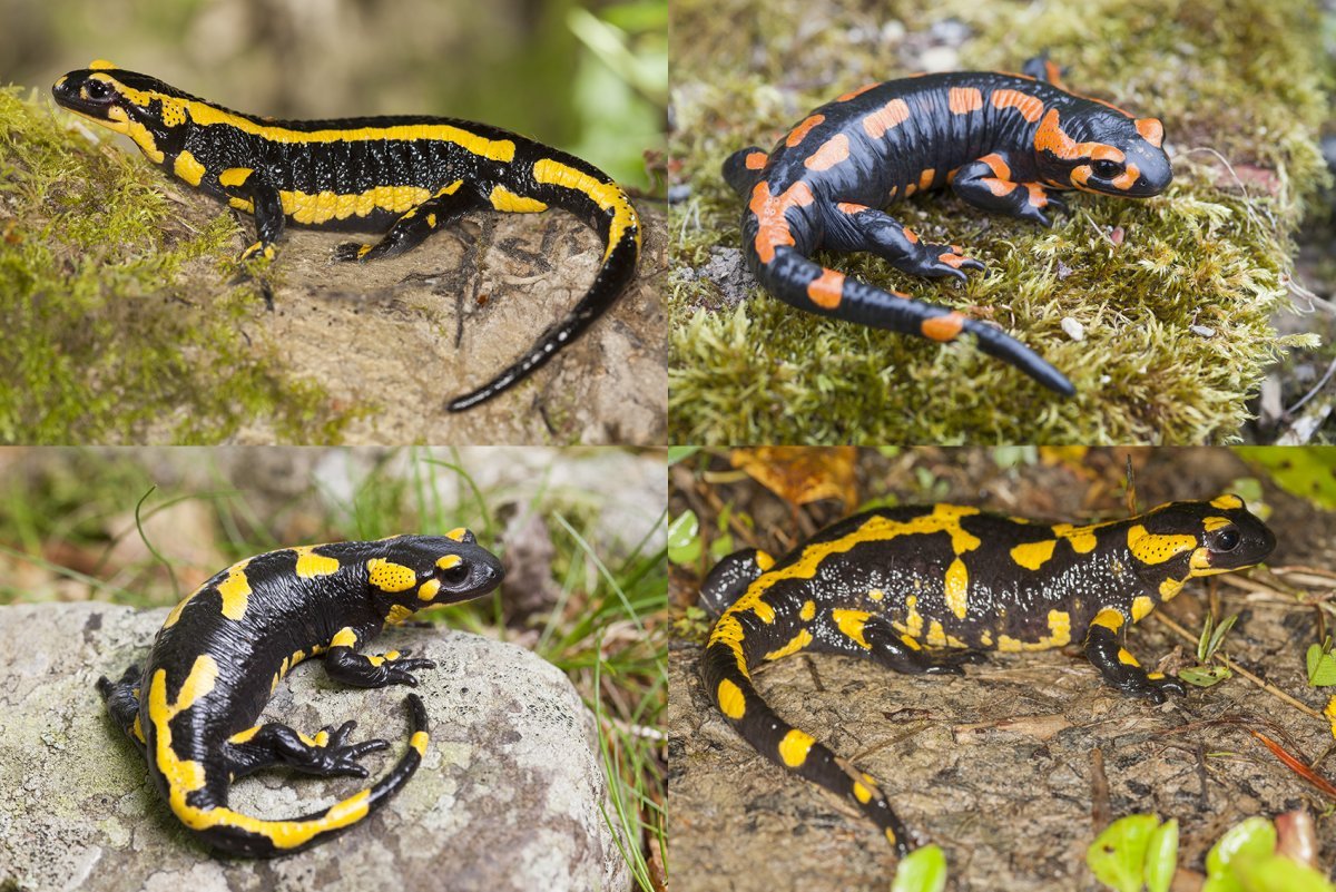 Альпийский саламандр детеныш