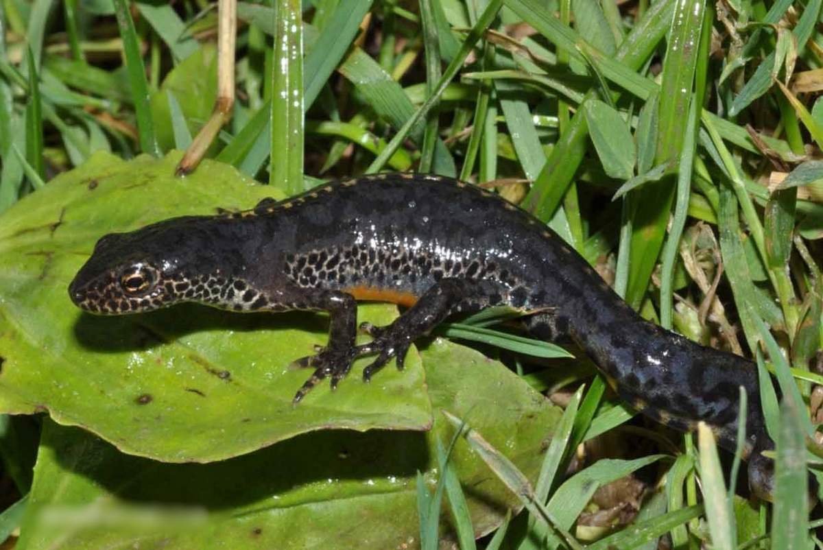Малазийский Тритон