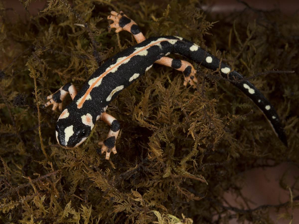 Альпийская саламандра (черная саламандра)