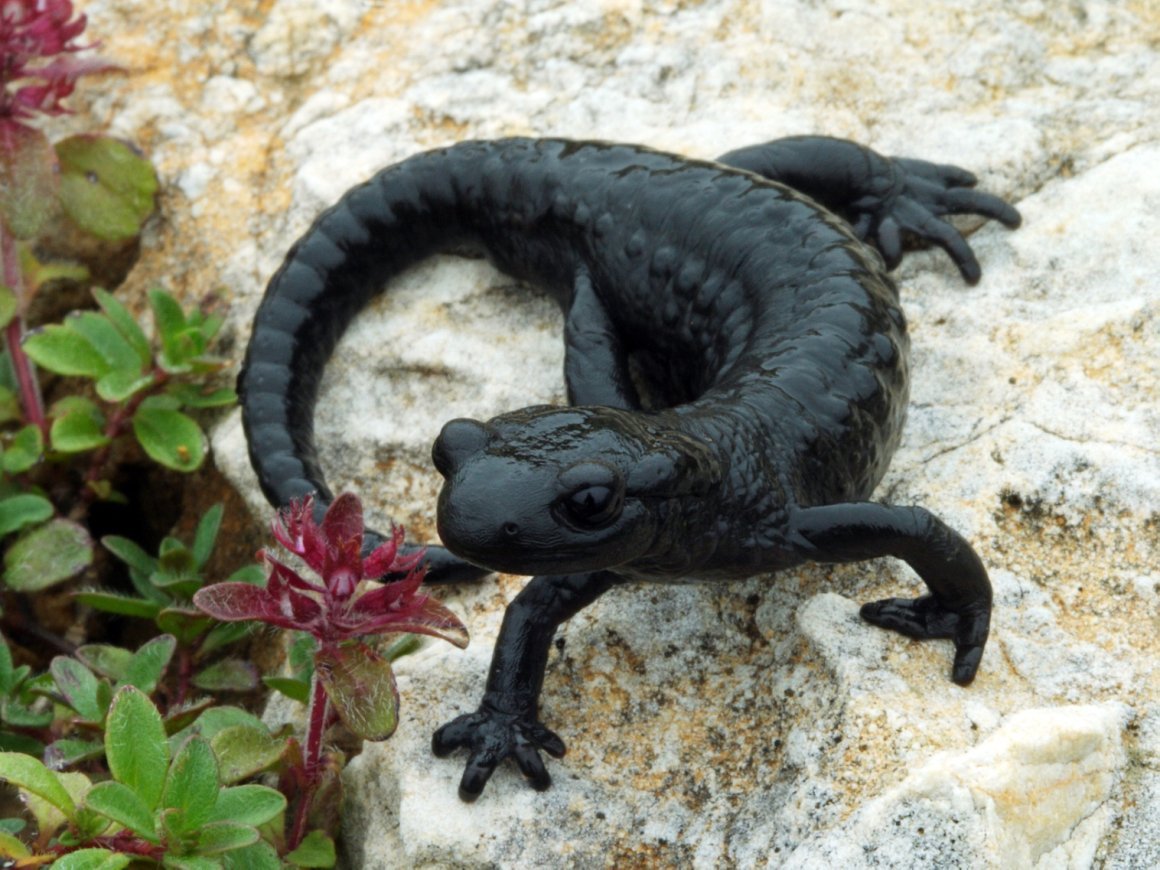 Тритон плывёт в воде