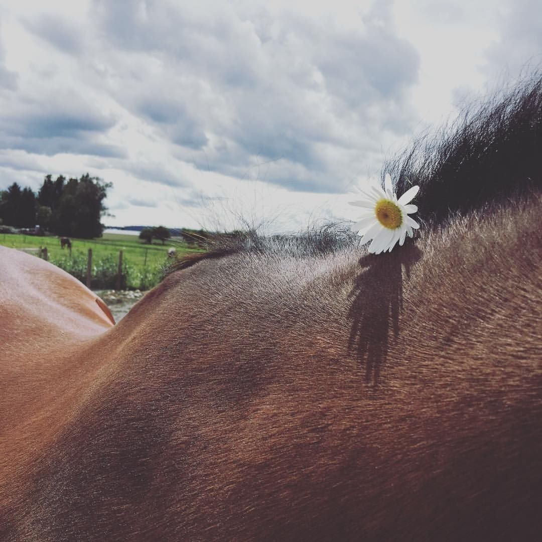 Лошадь для инстаграма