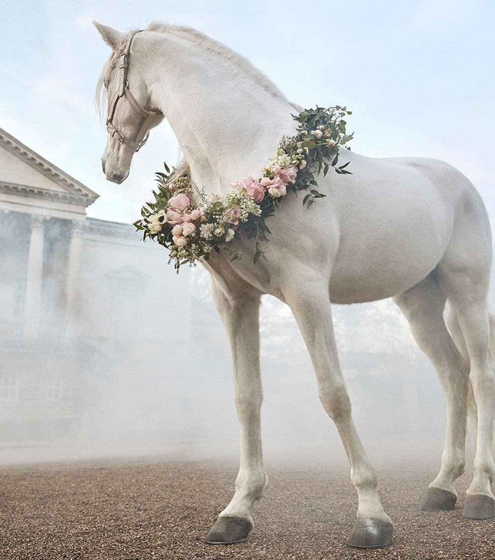 Белая лошадь Эстетика