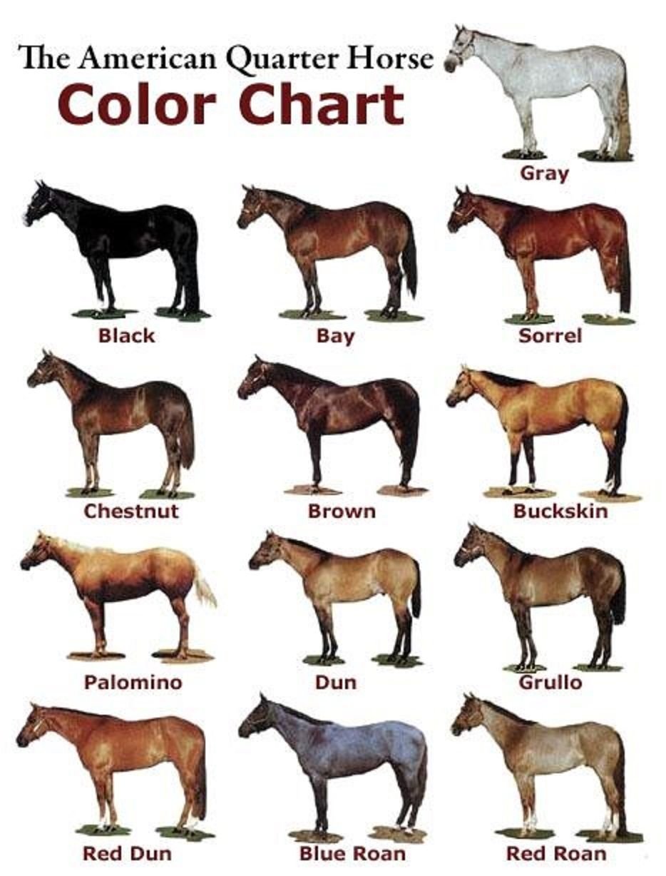 Название лошадок. Масти лошадей таблица. Окрас лошадей названия. Белая лошадь название масти. Лошади масти и породы.