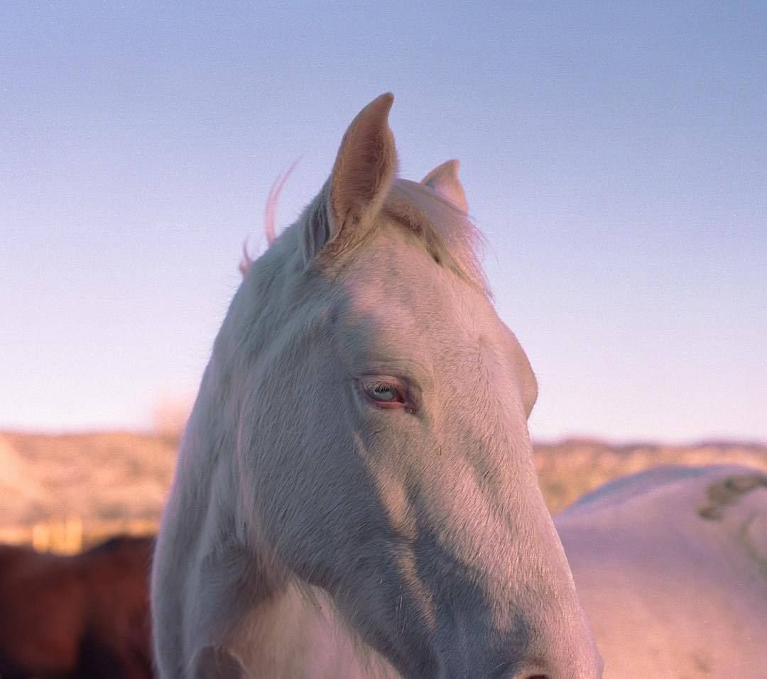 Эстетичные лошади