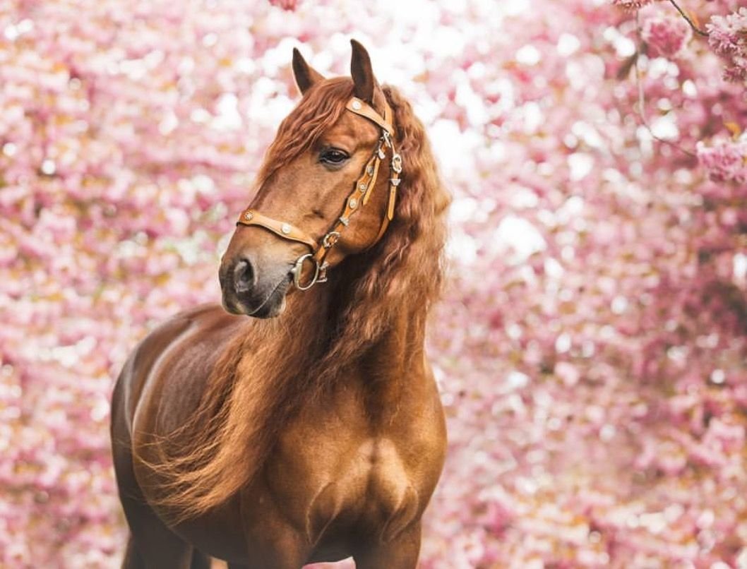 Красивый фон с лошадьми