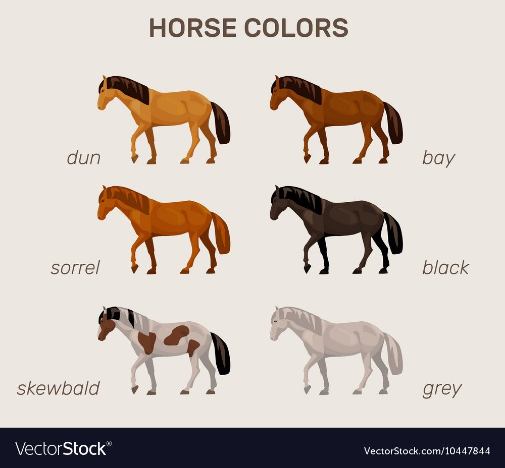 Расцветки лошадей правильный