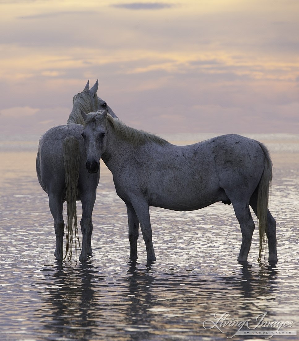 Лошади Мустанги Камаргу