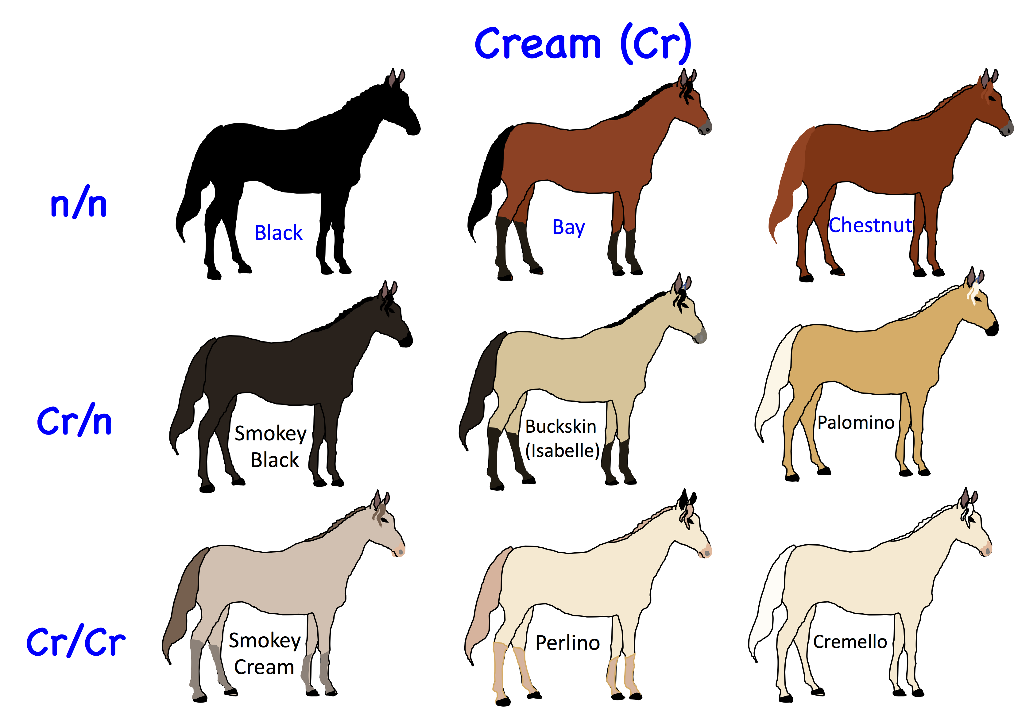 Какие названия у лошадей. Наследование масти у лошадей. Наследование мастей и отметин лошадей. Таблица наследования мастей лошадей. Цвета лошадей.