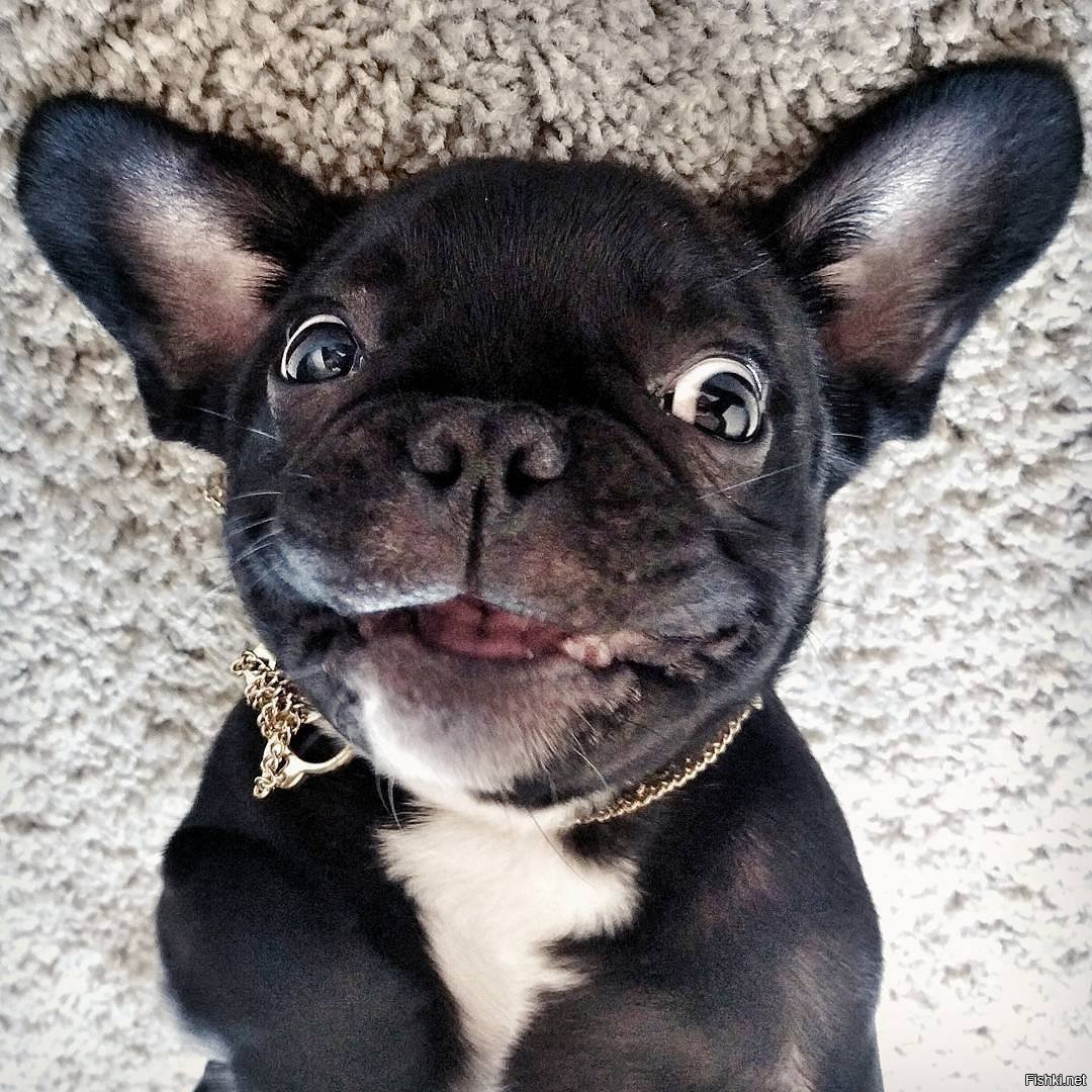 Французский бульдог альбинос