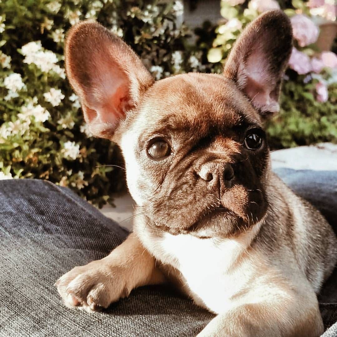 Французский бульдог голубой Соболь