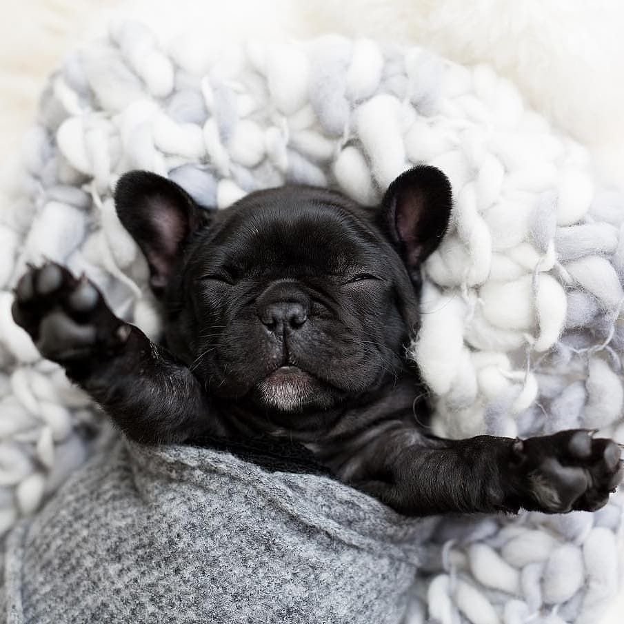 Лысый французский бульдог