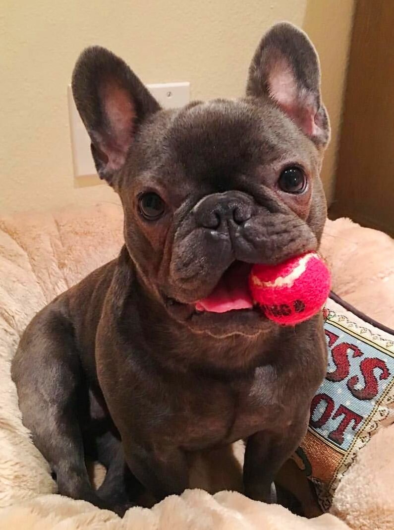 Французский бульдог щенки чëрно белые