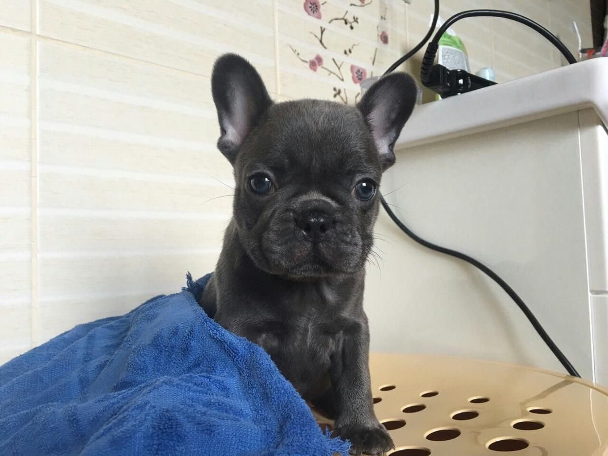 Шоколадный Мерль французский бульдог