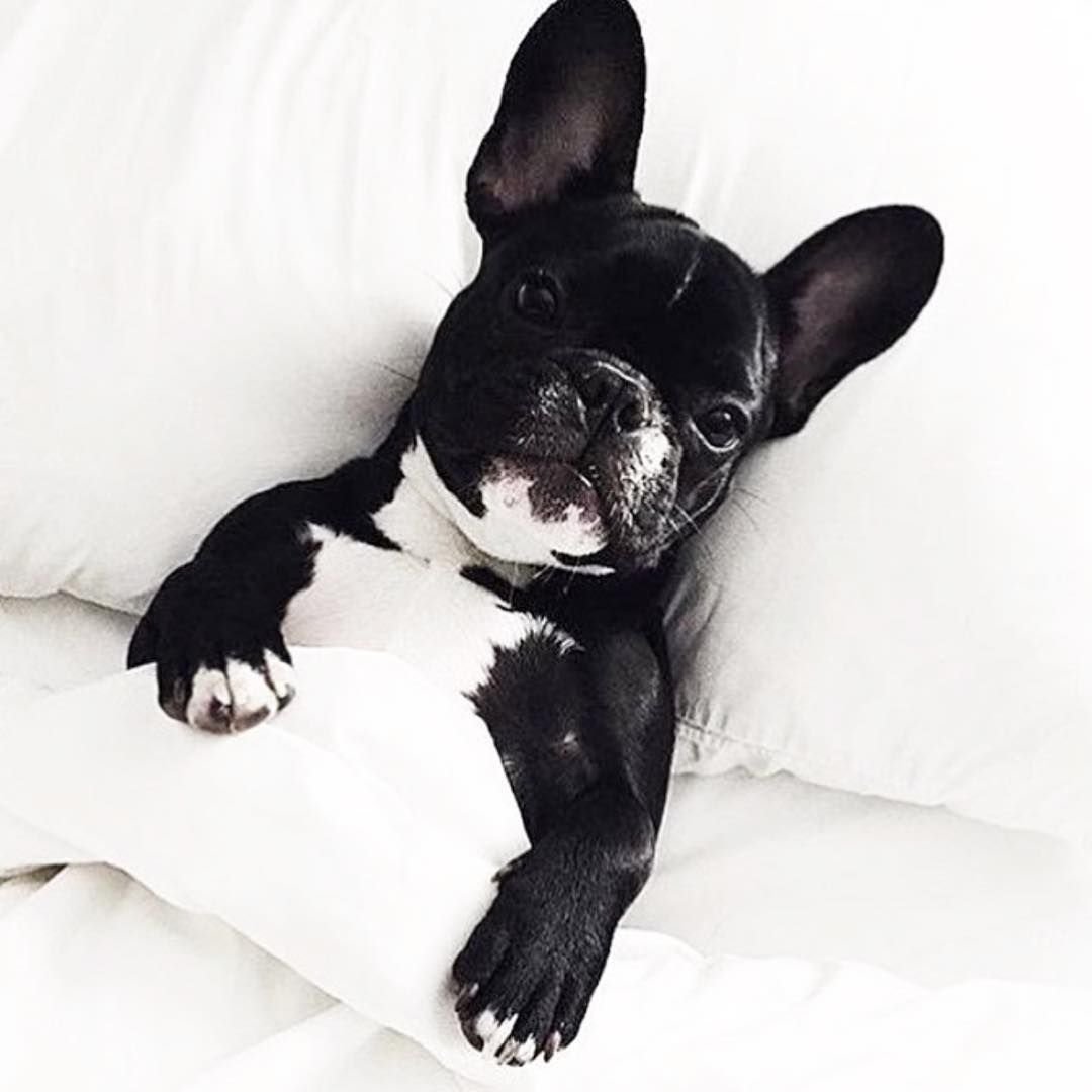 Французский бульдог мини