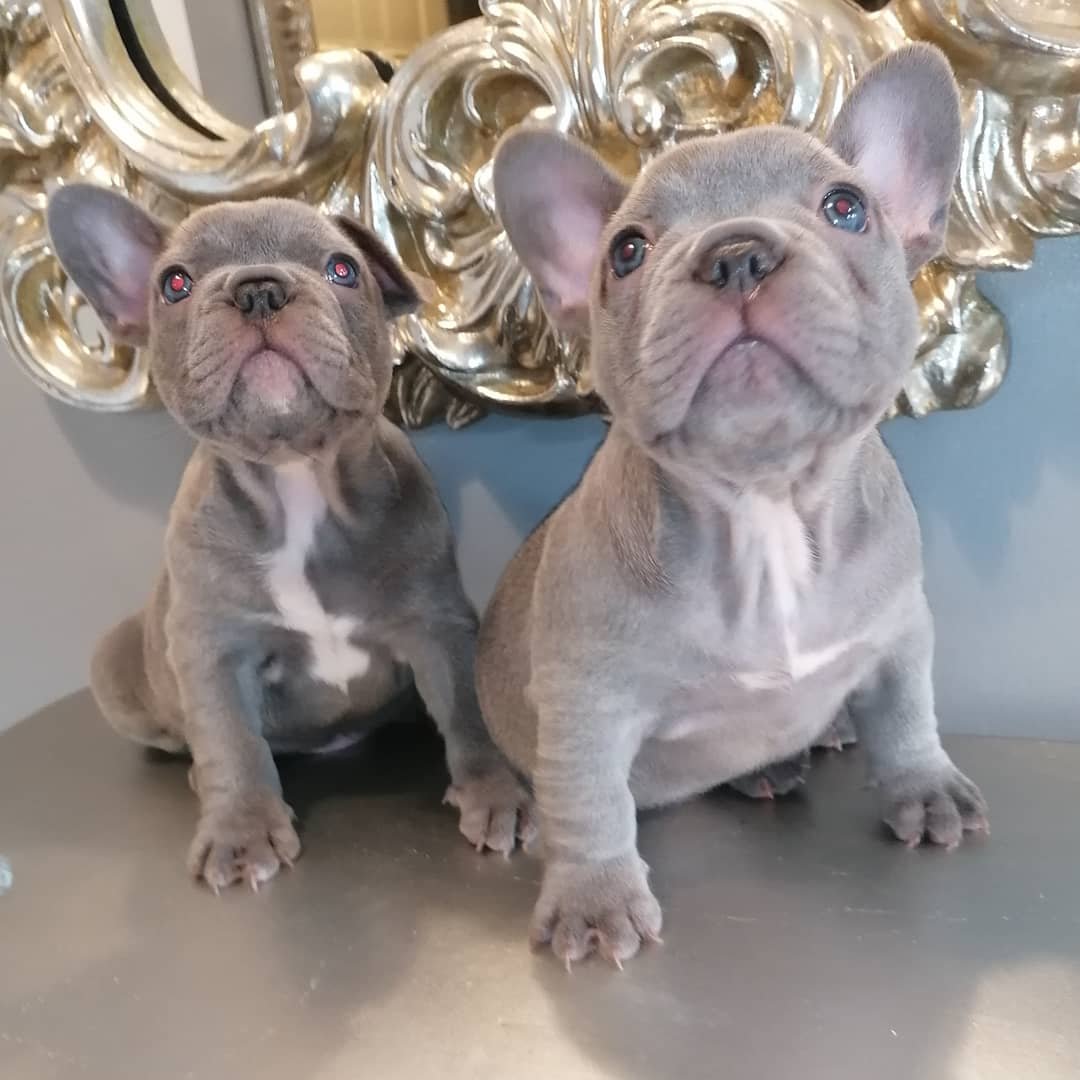 Ген Изабелла французский бульдог