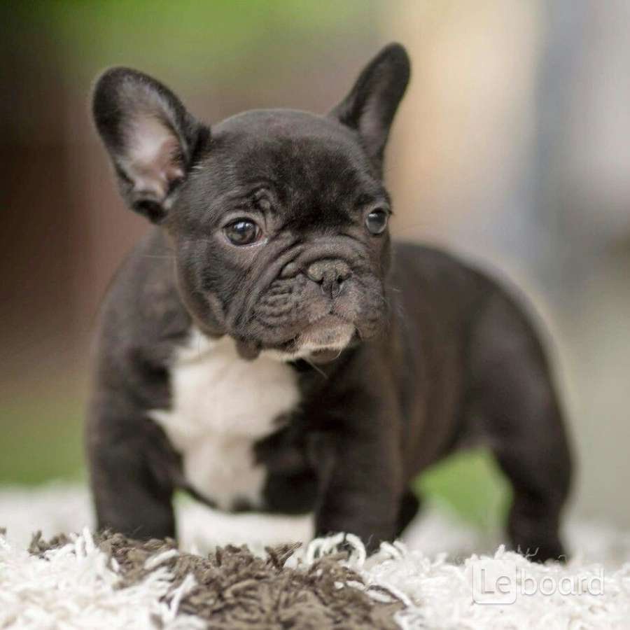 Французский бульдог