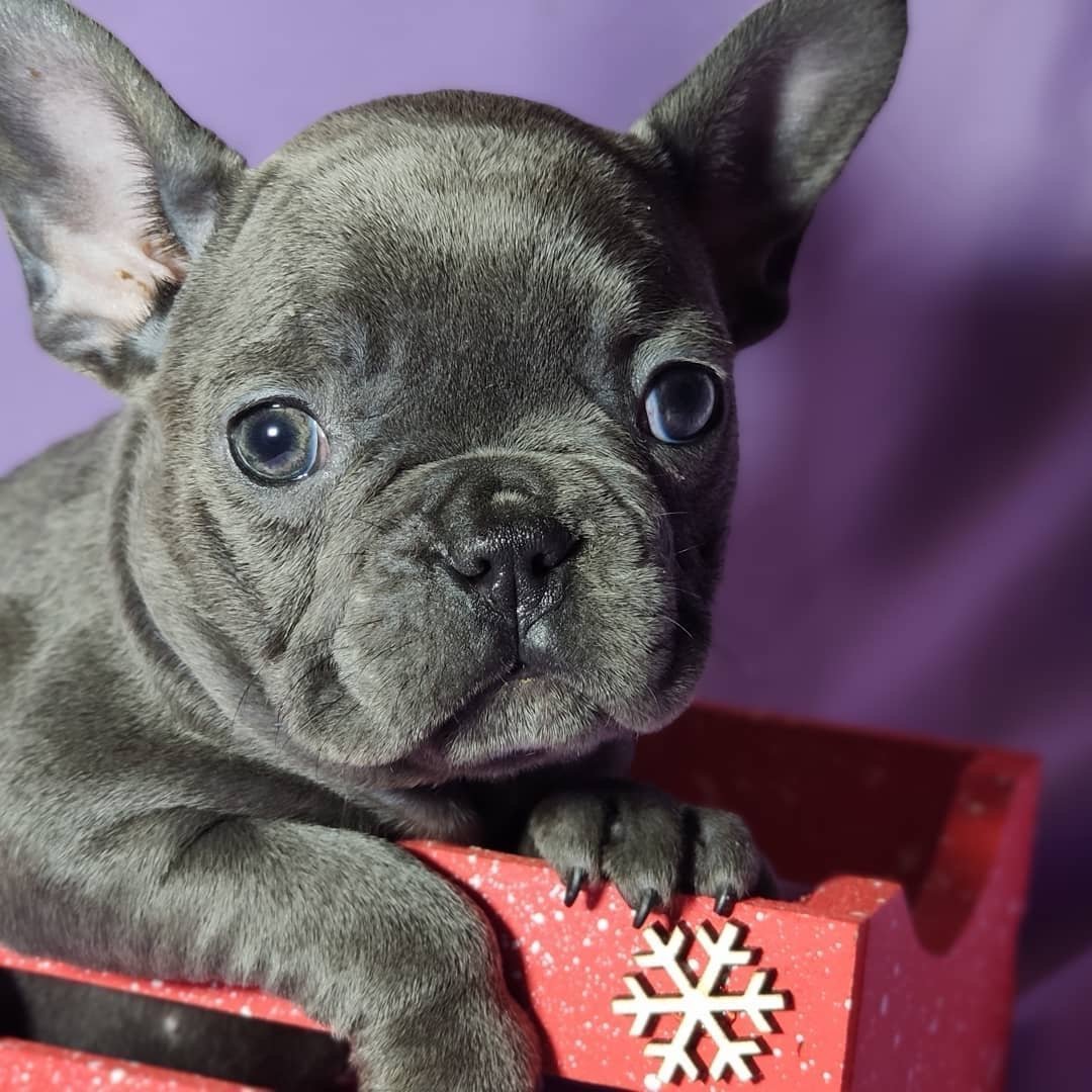 Щенки французского булльхуахуа ЧИБУЛЬ